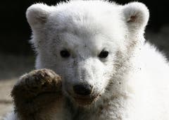 Im Sturm eroberte Knut die Herzen des Publikums. (Bild: Keystone)