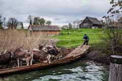 Zwischen dem Schlossgut Pfäffikon und der Insel Ufenau, beides landwirtschaftlicher Besitz des Klosters Einsiedeln, liegt ein gutes Stück Zürichsee. Der Zürcher Stephan Rappo hat mit seiner Kamera Pächter Josef Häcki und seine Rinder auf einem Kahn zum Weiden auf die Insel begleitet und damit in der Kategorie "Schweizer Reportagen" gewonnen. (Bild: Swiss Press Photo/Stephan Rappo)