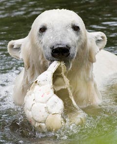 Knut spielt im Mai 2009 mit einem alten Fussball. (Bild: Keystone)