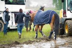 Ein Pferd wird nach der Absage für den Abtransport vorbereitet. (Bild: Urs Bucher)