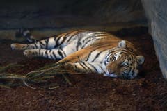 Julinka beobachtet aufmerksam ihre neue Umgebung im Walter-Zoo. (Bild: pd)