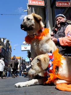 Diese zwei Hunde sind Royal-Fans. (Bild: Keystone)