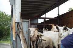 Die Ausserrhoder Behörden räumten am Freitag einen Hof in Wolfhalden und setzten damit ein Tierhalteverbot von 2012 um. (Bild: PD)