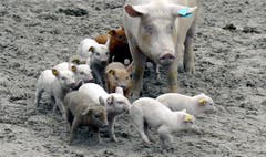 Familienausflug in der Arena. (Bild: Keystone)