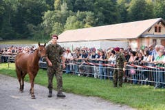 PFERD, PFERDE, KOMPETENZZENTRUM ARMEETIERE, VET D U A TIERE, TIERQUAELEREI, PFERDEZUCHT, BAUERNHOF ULRICH K., PFERDEHAENDLER ULRICH K., VERKAUF DER PFERDE, PFERDEVERKAUF, (Bild: Keystone)