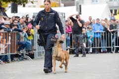 Polizeihunde-Vorführung an der Wega. (Bild: Donato Caspari)