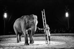 Der Besuch des Circus Knie weckte in ihm den Wunsch, Clown zu werden, 1970 stand er selber in der Manege (hier in Rapperswil-Jona). (Bild: STR (KEYSTONE))