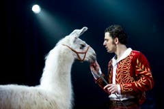 Maycol Errani, Ehemann von Géraldine Knie, geht mit Lamas auf Tuchfühlung. (Bild: Keystone)