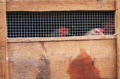 Die Ausserrhoder Behörden räumten am Freitag einen Hof in Wolfhalden und setzten damit ein Tierhalteverbot von 2012 um. (Bild: PD)