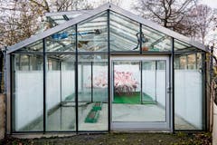 Im Berner Tierpark Dählhölzli sind Flamingos in einem Glashaus eingeschlossen, um die Gefahr der Vogelgrippe zu verringern. Das Foto des Waadtländer Fotografen Anthony Anex gewann in der Kategorie "Aktualität". (Bild: Swiss Press Photo/Anthony Anex)