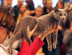 Poland: Hier zeigt die Besitzerin ihre schöne Katze. (Bild: Keystone)