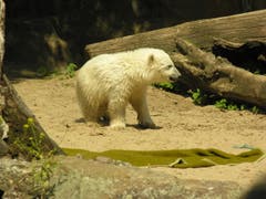 Fast elf Millionen Menschen kamen zu Knuts Lebzeiten in den Zoologischen Garten. (Bild: Umberto W. Ferrari)