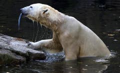 Die letzten Monate seines Lebens verbrachte Knut alleine. Von den drei älteren Eisbärendamen in seinem Gehege wurde er verstossen. (Bild: Keystone)