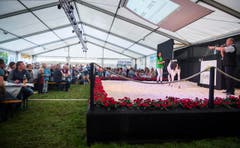 Highend Viehzucht Gant (Bild: Andrea Stalder)