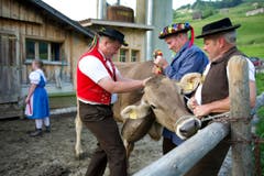 Der Kuh wird eine Glocke umgehängt. (Bild: Urs Bucher)