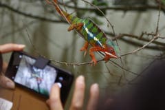 Shootingstar Pantherchamäleon: Die farbenprächtige Echse war das häufigste Sujet für Smartphone-Fotografen. (Bild: Corinne Allenspach)