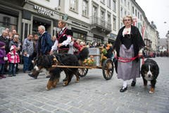 Vor den Wagen gespannt: Berner Sennenhunde. (Bild: Urs Jaudas)