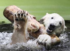Gross war die Freude, als Knut im September 2009 eine Freundin bekam. Eisbärin Gianna ist von München nach Berlin umgezogen. (Bild: Keystone)