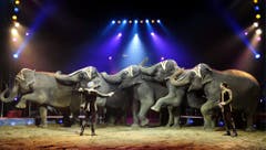 So kennen Zehntausende Circus-Besucher die Knie-Elefanten. (Bild: Keystone)