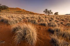 Elim-Düne bei Sossusvlei in der Namib-Wüste. (Bild: Cyrill Schlauri)