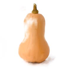 Der birnenförmige Butternuss ist einer der beliebtesten Speisekürbisse: Kerne befinden sich nur im unteren Kürbisbauch – alles darüber ist zartes, helloranges Fruchtfleisch. Kann man einfach in Scheiben schneiden und als «Vegi-Burger» anbraten. Er hat einen nussigen Geschmack und eine dezente Süsse. Mütter schwören auf ihn für Babybrei. (Bild: Sandra Näf)
