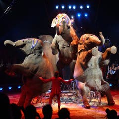 Für viele Besucher der Höhepunkt einer Vorführung: die Elefantennummer des Circus Knie. (Bild: Keystone)