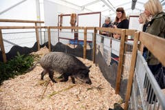 WEGA 2014 (Bild: Nana do Carmo)