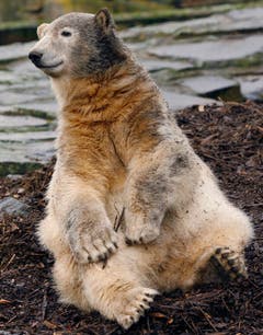 Knut an seinem 1. Geburtstag. (Bild: Keystone)