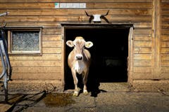 Eine hornlose Kuh schaut aus dem Stall. (22. April 2017) (Bild: Urs Bucher)