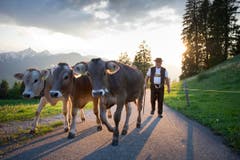 Die Kühe werden auf die Alp Hoor gebracht. (Bild: Urs Bucher)