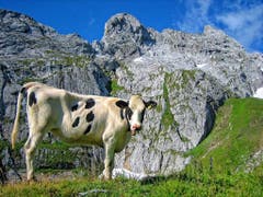 Die Alpenmiss... (Bild: Toni Sieber)