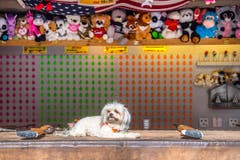 75. Olma Herbstmesse St. Gallen 2017 (Bild: Urs Bucher)