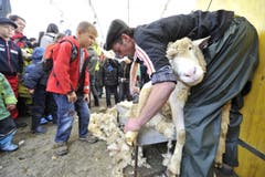 Kinder können an der Olma beim Scheren von Schafen dabei sein. (Bild: Hanspeter Schiess)