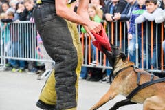 Polizeihunde-Vorführung an der Wega. (Bild: Donato Caspari)