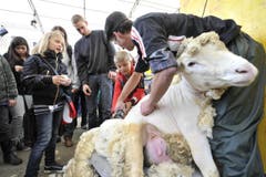 Schon mindestens die Hälfte des Fells ist ab. (Bild: Hanspeter Schiess)