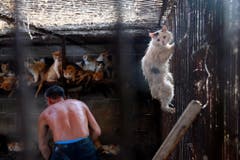 Das schockiert: Hier (China) werden Katzen gehalten - und später geschlachtet. (Bild: Keystone)