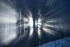Mystischer Moment: Sonnenstrahlen dringen durch einen Wald bei Trogen (30.12.2016). (Bild: Ralph Ribi)