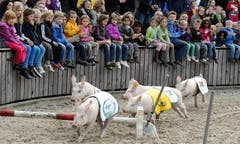 Im gestreckten Galopp über die Hindernisse. (Bild: Keystone)