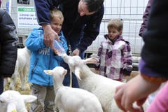 Ein Bub füttert ein Lamm per Schoppen. (Bild: Hanspeter Schiess)