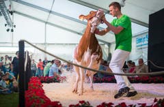 Highend Viehzucht Gant (Bild: Andrea Stalder)