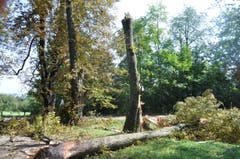 In der Kastanien-Allee beim Tägerwiler Schloss Castell knickten zwei Baumkronen ab. (Bild: Viola Stäheli)