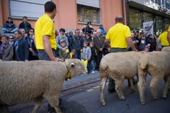 St. Gallen - Umzug Olma Olmaumzug durch die Stadt (Bild: Ralph Ribi)