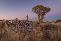 Köcherbaum im Gondwana Canyon Park. (Bild: Cyrill Schlauri)
