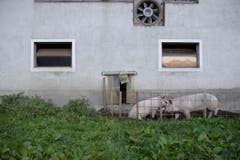 Schweine vor einem Stall. (Bild: KEYSTONE/Gian Ehrenzeller)