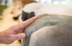 Highend Viehzucht Gant (Bild: Andrea Stalder)