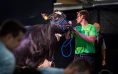 Highend Viehzucht Gant (Bild: Andrea Stalder)