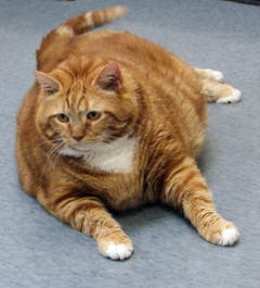 Wer das ist? Das ist Skinny. Das Gewicht dieser Katze reduzierte sich von 41 auf 19 Pfund. Wir gratulieren! (Bild: Keystone)