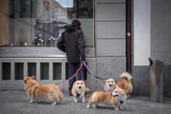Ostsicht: Im Osten unterwegs. Ein Hundehalter mit vier Hunden in der Altstadt St. Gallen (Bild: Urs Bucher)