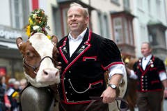...Kühe... (Bild: Urs Jaudas)