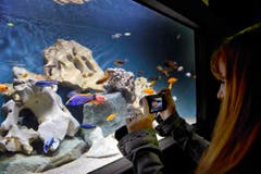 An der Animalia konnten auch Fische beobachtet werden. (Bild: Ralph Ribi)